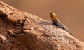 Red-headed Agama Royalty Free Stock Photo