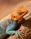 Red-headed Agama Royalty Free Stock Photo