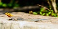 Red Headed Agama Lizard at Royalty Free Stock Photo