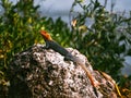 Red-headed agama lizard in Miami, Florida Royalty Free Stock Photo