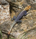 Red Headed Agama from Madagascar Royalty Free Stock Photo