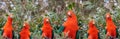 Red headed Australian male king parrots