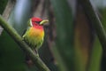 Red-headed Barbet - Eubucco bourcierii