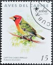 Red-headed Barbet (Eubucco bourcierii), Caribbean Birds