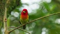 Red-headed Barbet - Eubucco bourcierii colorful bird in the family Capitonidae, found in humid highland forest in Costa Rica