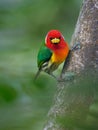 Red-headed Barbet - Eubucco bourcierii colorful bird in the family Capitonidae, found in humid highland forest in Costa Rica and