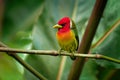 Red-headed Barbet - Eubucco bourcierii colorful bird in the family Capitonidae, found in humid highland forest in Costa Rica and