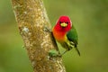 Red-headed Barbet - Eubucco bourcierii colorful bird in the family Capitonidae, found in humid highland forest in Costa Rica and