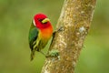 Red-headed Barbet - Eubucco bourcierii colorful bird in the family Capitonidae, found in humid highland forest in Costa Rica and
