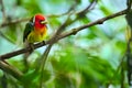 Red headed Barbet Eubucco bourcierii, exotic bird from central Costa Rica. Mountain bird in green rain forest. Wildlife scene