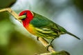 Red headed Barbet Eubucco bourcierii, exotic bird from central Costa Rica.