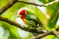 Red headed Barbet Eubucco bourcierii, exotic bird from central Costa Rica.