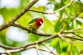 Red headed Barbet Eubucco bourcierii, exotic bird from central Costa Rica.