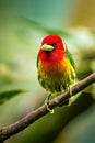 Red headed Barbet Eubucco bourcierii, exotic bird from central Costa Rica.