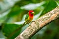 Red headed Barbet Eubucco bourcierii, exotic bird from central Costa Rica.