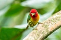 Red headed Barbet Eubucco bourcierii, exotic bird from central Costa Rica.