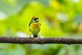 Red headed Barbet Eubucco bourcierii, exotic bird from central Costa Rica.