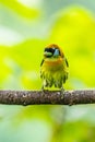 Red headed Barbet Eubucco bourcierii, exotic bird from central Costa Rica.