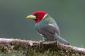 Red-headed Barbet Eubucco bourcierii Royalty Free Stock Photo