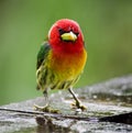 A red headed barbet looking at the camera