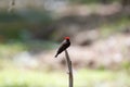 A red-headed black bird in Arizona Royalty Free Stock Photo