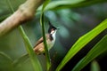 Red-headed Bulbul portrait in nature Royalty Free Stock Photo