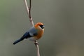 Red Headed Bullfinch on tree , Pyrrhula erythrocephala Royalty Free Stock Photo