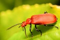 Red Headed Cardinal Beetle in the Family  Pyrochroidae Royalty Free Stock Photo