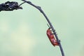 A red-headed cardinal beetle is looking for food on a dry tree trunk. Royalty Free Stock Photo