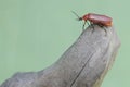 A red-headed cardinal beetle is looking for food on a dry tree trunk. Royalty Free Stock Photo