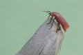 A red-headed cardinal beetle is looking for food on a dry tree trunk. Royalty Free Stock Photo