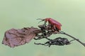 A red-headed cardinal beetle is looking for food on a dry tree trunk. Royalty Free Stock Photo