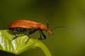 Red-headed Cardinal Beetle Royalty Free Stock Photo