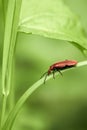 Red-headed cardinal beetle, Pyrochroa serraticornis, in nature Royalty Free Stock Photo