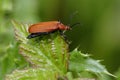 Red-headed Cardinal Beetle Royalty Free Stock Photo