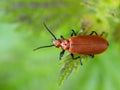 Red-headed Cardinal Beetle, Pyrochroa serraticornis, on leaf, UK. Royalty Free Stock Photo