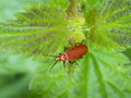 Red-headed Cardinal Beetle, Pyrochroa serraticornis, on leaf, UK. Royalty Free Stock Photo