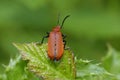 Red-headed Cardinal Beetle Royalty Free Stock Photo