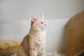 Red-headed cat Royalty Free Stock Photo