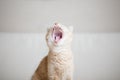 Red-headed cat Royalty Free Stock Photo