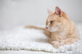 Red-headed cat Royalty Free Stock Photo