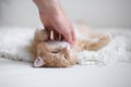 Red-headed cat Royalty Free Stock Photo