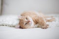 Red-headed cat Royalty Free Stock Photo