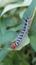 Red-headed caterpillar walking on green leaves in the front garden of the house Royalty Free Stock Photo