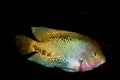 RED-HEADED CICHLID cichlasoma synspilum AGAINT BLACK BACKGROUND