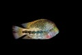RED-HEADED CICHLID cichlasoma synspilum AGAINT BLACK BACKGROUND Royalty Free Stock Photo