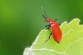 Red-headed Cardinal Beetle - Pyrochroa serraticornis on a leaf. Royalty Free Stock Photo