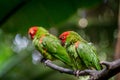 Red headed conure on a branch