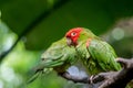 Red headed conure on a branch
