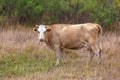 Animal in the field of the Astrakhan region, Russia